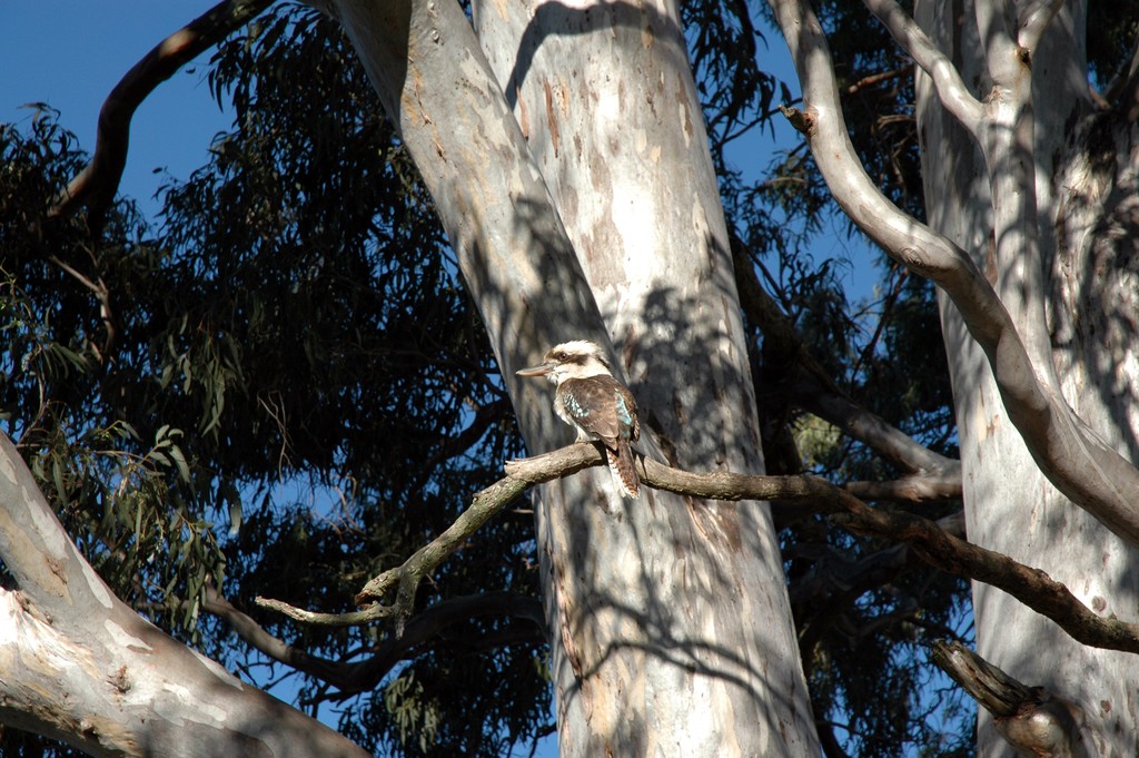 Kookaburra